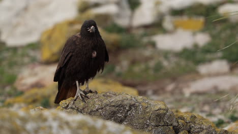 Karakaravogel,-Der-Auf-Einem-Moosigen-Felsen-Steht-Und-Ruft,-Falklandinseln