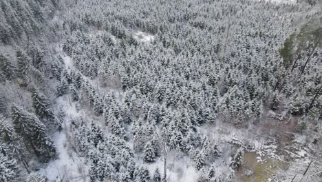 Spruce-tops-from-above