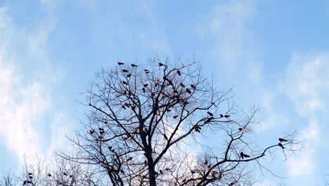 Herde-Wilder-Vögel,-Die-Auf-Einem-Silhouettierten-Kahlen-Baum-Gegen-Den-Blauen-Himmel-Hocken
