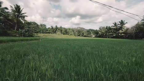 Die-Drohne-Steigt-Herab-Und-Stürzt-Dann-über-Das-Reisfeld-In-Zamboanga-Del-Sur