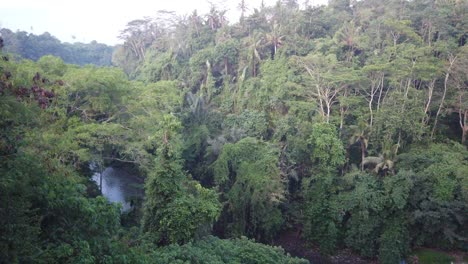Exuberante-Bosque-Selvático,-Paisaje-Verde-En-Sukawati,-Bali,-Indonesia,-Un-Cruce-De-Río-Entre-Líneas-De-árboles-Y-Plantas-Nativos-Del-Sudeste-Asiático,-60-Fps