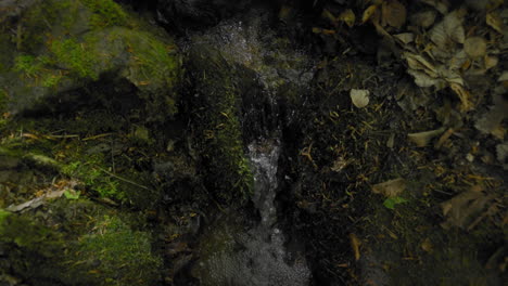 Ein-Kleiner-Bach-Inmitten-Eines-Dichten-Waldes-Mit-Klarem-Wasser,-Das-In-Zeitlupe-Fließt