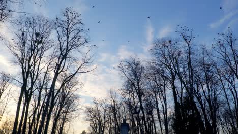 city-​​park-sky-full-of-crows-at-sunset