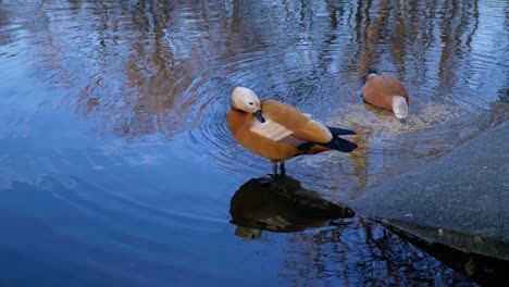 A-Couple-Of-Ruddy-Shelducks-On-Freshwater-Lake-In-A-Park