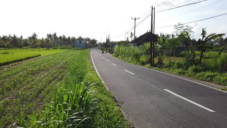 Street-on-the-Rice-Fields-of-Blahbatuh,-Gianyar,-Bali,-Indonesia,-Green-Village-Landscape-with-Few-Scooters,-Daily-Tranquility-in-Farmers-Lifestyle,-60-Fps,-Establishing-Shot