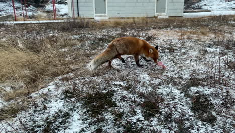 Medium-handheld-shot-of-a-wild-fox-on-an-abandoned-island-getting-a-treat-from-a-visitor-on-a-windy-cold-day