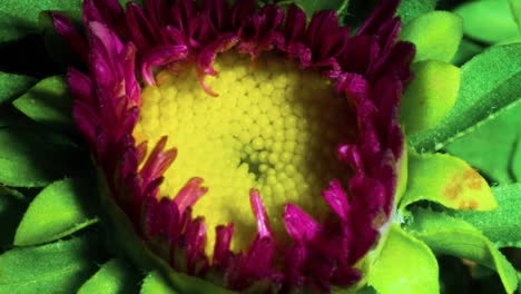 Flower-bloom,-Erigeron-Glaucus-'sea-breeze',-pink-petal-yellow-center-daisy-plant-macro-time-lapse