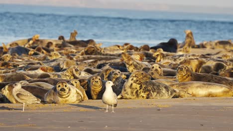 Viele-Robben-An-Der-Küste,-Große-Gruppe-Goldene-Stunde,-Bewegen-Sich-Und-Blicken-In-Die-Kamera-Mit-Möwen-Süßen-Tieren-Meerestieren
