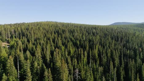 Aerial-View-Pine-Tree-Forest-in-Mt
