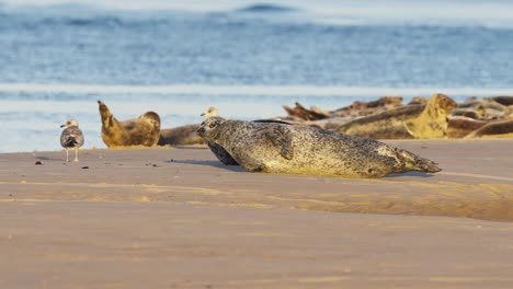 Cute-Seal-on-Beach,-Jumping-and-Moving-in-golden-hour-sunlight