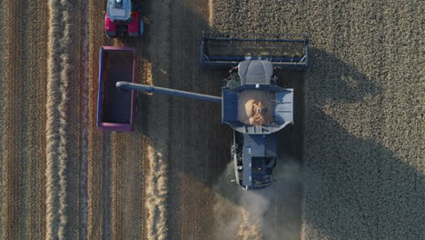 Top-Down-Drone-Shot-of-Combine-Harvester-Unloading-Grain-to-Red-Tractor-and-Trailer-whilst-Harvesting-in-UK