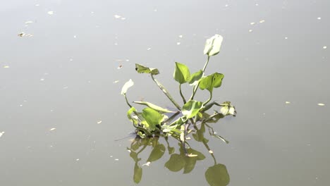 One-bunch-of-Common-water-hyacinths-in-a-river,-lonely-water-hyacinths-in-a-river-under-the-hot-sunlight