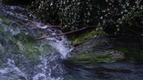 Small,-gentle-whitewater-in-a-English-countryside-stream-river-with-freshwater-aquatic-plants-and-weeds,-and-ivy,-close-up-of-tiny-rapids