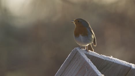 Slowmotion-shot-of-a-Robin-Red-Brest-opening-beak-and-breathing-and-then-flying-off