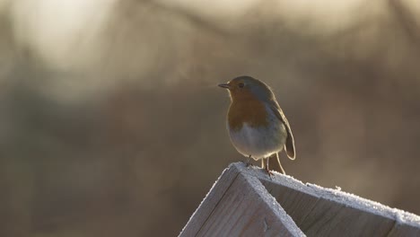 Lonely-Sparrow-on-Top-of-Birdhouse-on-Cold-Winter-Morning,-Close-Up