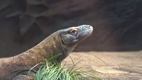 Extreme-close-up-head-shot-of-an-apex-predator-komodo-dragon,-varanus-komodoensis,-largest-extant-species-of-lizard-in-daytime,-listed-as-an-endangered-wildlife-species