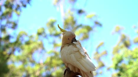 Beautiful-sulphur-crested-cockatoo,-cacatua-galerita-with-yellow-crest,-perching-treetop,-preening-and-grooming-its-white-feathers-against-blurred-dreamy-bokeh-leafy-background