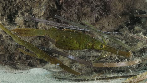 Paar-Robuste-Geisterpfeifenfische-Solenostomus-Cyanopterus-Imitieren-Das-Seegras-Zur-Tarnung-Als-Verteidigung-Gegen-Raubtiere