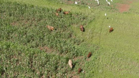 Drone-aerial-of-Cattle-herd-grazing-in-maize-field-birds-flying-around-them