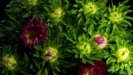 Flower-bloom,-Cluster-of-Erigeron-Glaucus-'sea-breeze',-Pink-purple-petal-yellow-center-daisy-plant-macro-time-lapse