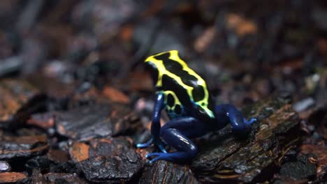 Handheld-motion-close-up-tracking-shot-capturing-a-tiny-exotic-dyeing-poison-dart-frog,-dendrobates-tinctorius-hopping-across-the-rainforest-ground-in-wet-and-misty-forest-environment