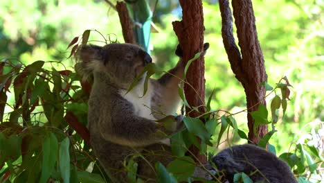 Hungry-herbivorous-koala,-phascolarctos-cinereus-sitting-on-treetop,-grabbing-with-its-paw,-munching-on-delicious-fresh-eucalyptus-leaves-in-wildlife-sanctuary,-Australian-native-animal-species