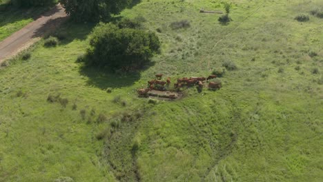 Drone-footage-of-a-Cattle-herd-a-drinking-water-on-green-summer-field