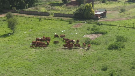 Drone-aerial-footage-of-a-Herd-of-cattle-grazing-on-green-summer-grass-on-a-farm