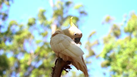 Beautiful-sulphur-crested-cockatoo,-cacatua-galerita-with-yellow-crest,-perching-treetop,-preening-and-grooming-its-white-feathers-against-blurred-dreamy-bokeh-leafy-background,-close-up-shot