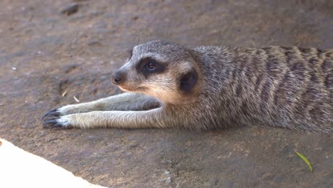 Close-up-shot-of-a-lazy-meerkat,-suricata-suricatta-laying-flat-stomach-down-on-the-ground-under-the-shade,-trying-to-cool-off-itself-from-the-hot-weather
