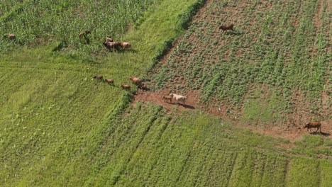 Drone-aerial-footage-of-Cattle-walking-into-a-maize-field-with-young-calves