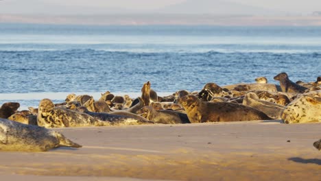 Handaufnahme-Einer-Gruppe-Von-Robben,-Die-Sich-Am-Sandstrand-Mit-Brechenden-Wellen-Ausruhen