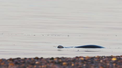 Couple-of-Seals-Swimming-and-Diving-in-Water-by-the-Beach,-Slow-Motion