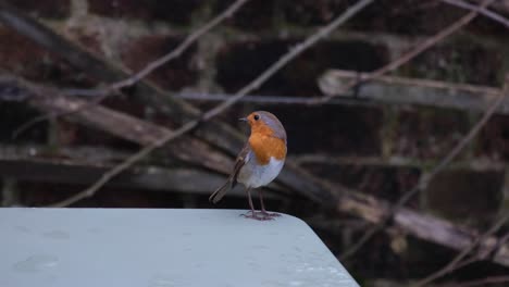 Robin-bird-with-red-chest-standing-on-a-patio-table-in-English-rural-countryside-garden-during-Winter-season