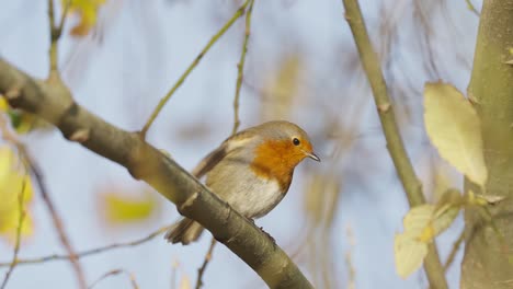 Robin-red-breast-bird-perched-on-tree-branch,-close-up,-flies-jumping-away,-slowmo