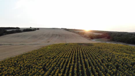 Sonnenuntergang-über-Schönem-Sonnenblumenfeld---Drohnenaufnahme-Aus-Der-Luft