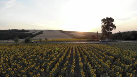 Blühende-Sonnenblumenfelder-An-Der-Straße-Mit-Fahrenden-Fahrzeugen-Während-Des-Sonnenuntergangs