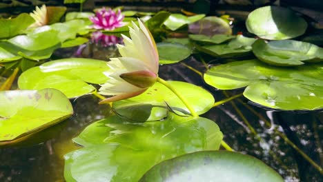 Weiße-Lotusblüte-In-Ruhigem-Teich-Mit-Kleinen-Schwimmenden-Koi-Fischen