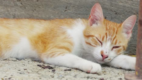 Close-Up-Of-A-Sleepy-Tabby-Cat