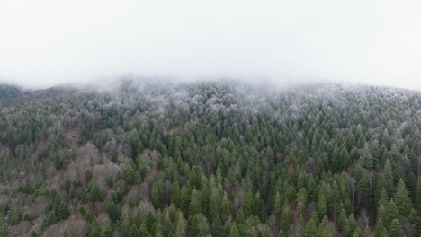 Bosque-Verde-Nevado-En-Las-Montañas-Bucegi,-Rumania