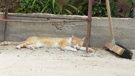 Gato-Doméstico-Acostado-Dormir-En-El-Patio-Al-Aire-Libre-De-La-Casa