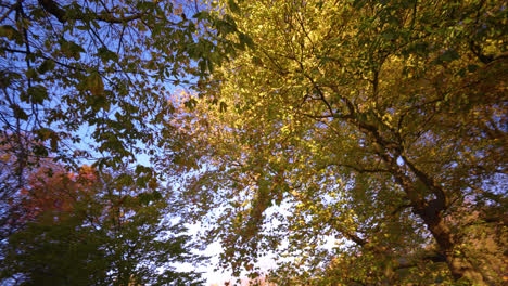Coloridos-árboles-De-Otoño-En-Un-Parque-De-La-Ciudad