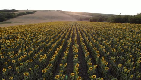 Sonnenblumenplantagenfeld-Bei-Sonnenuntergang---Luftdrohnenaufnahme