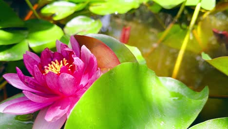 Small-koi-fish-swimming-in-a-calm-pond-with-pink-lotus-flowers