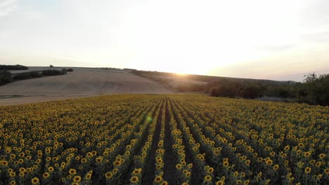 Fliegen-über-Landwirtschaftliche-Sonnenblumenfelder-Bei-Sonnenuntergang---Drohnenaufnahme
