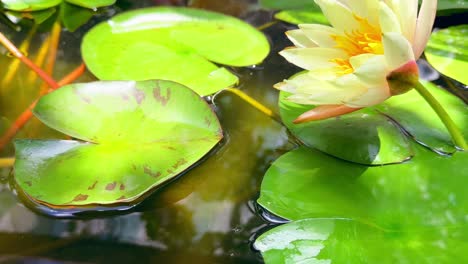Kleine-Koi-Fische-Schwimmen-In-Einem-Ruhigen-Teich-Mit-Lotusblumen