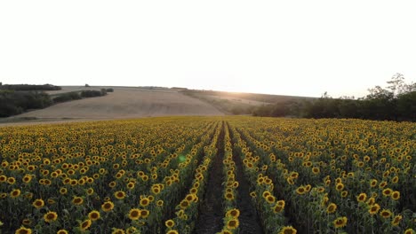 Schönes-Blühendes-Sonnenblumenfeld-Bei-Sonnenuntergang---Antenne-Seitlich