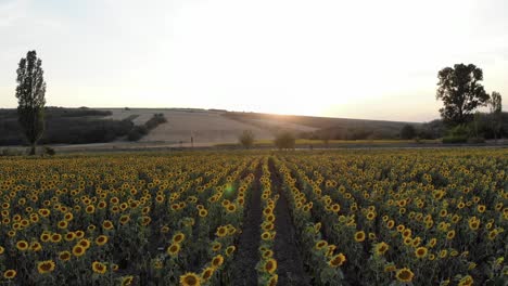 Sonnenblumenfeld-Im-Sommersonnenuntergang---Luftdrohnenaufnahme