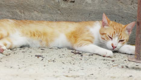 Sleepy-Tabby-Cat-On-The-Ground---close-up