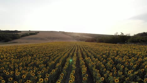 Flug-über-Blühende-Sonnenblumenfelder-Bei-Sonnenaufgang